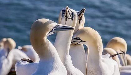 爱游戏官网下载-加拿大队赛制评析：如何在团体赛制中调整战术迎接挑战，加拿大队名单