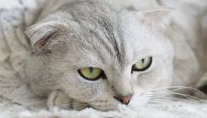 爱游戏官网下载-加拿大队赛制评析：如何在团体赛制中调整战术迎接挑战，加拿大队名单