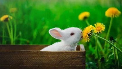 爱游戏官网下载-加拿大队赛制评析：如何在团体赛制中调整战术迎接挑战，加拿大队名单