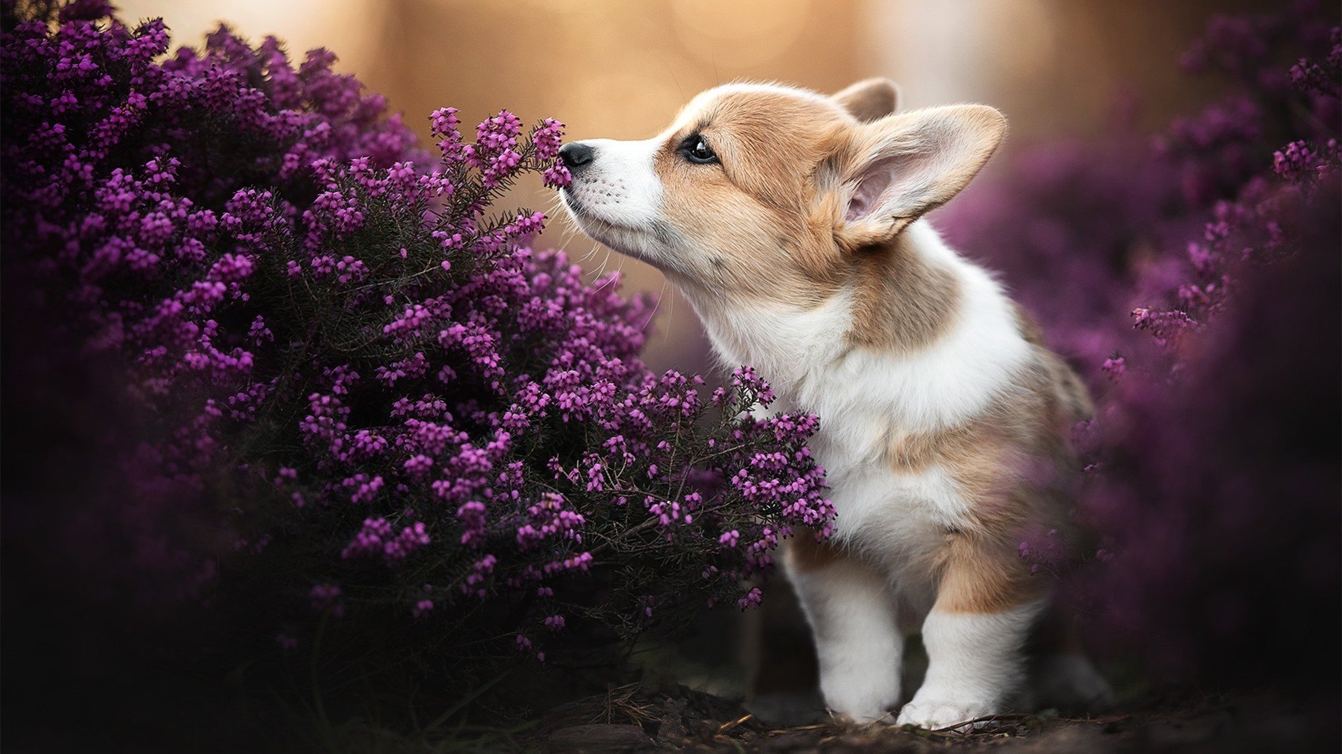 世界杯预选赛中国队战平 战术变化获得认可，世界杯预选赛中国队的比赛时间