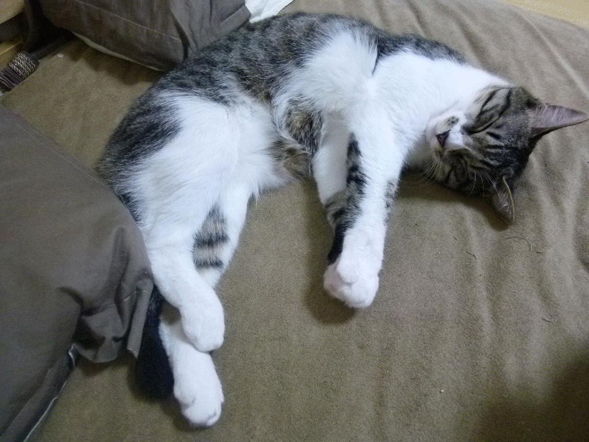 俱乐部缺少科学预算管理工具,俱乐部预算表格