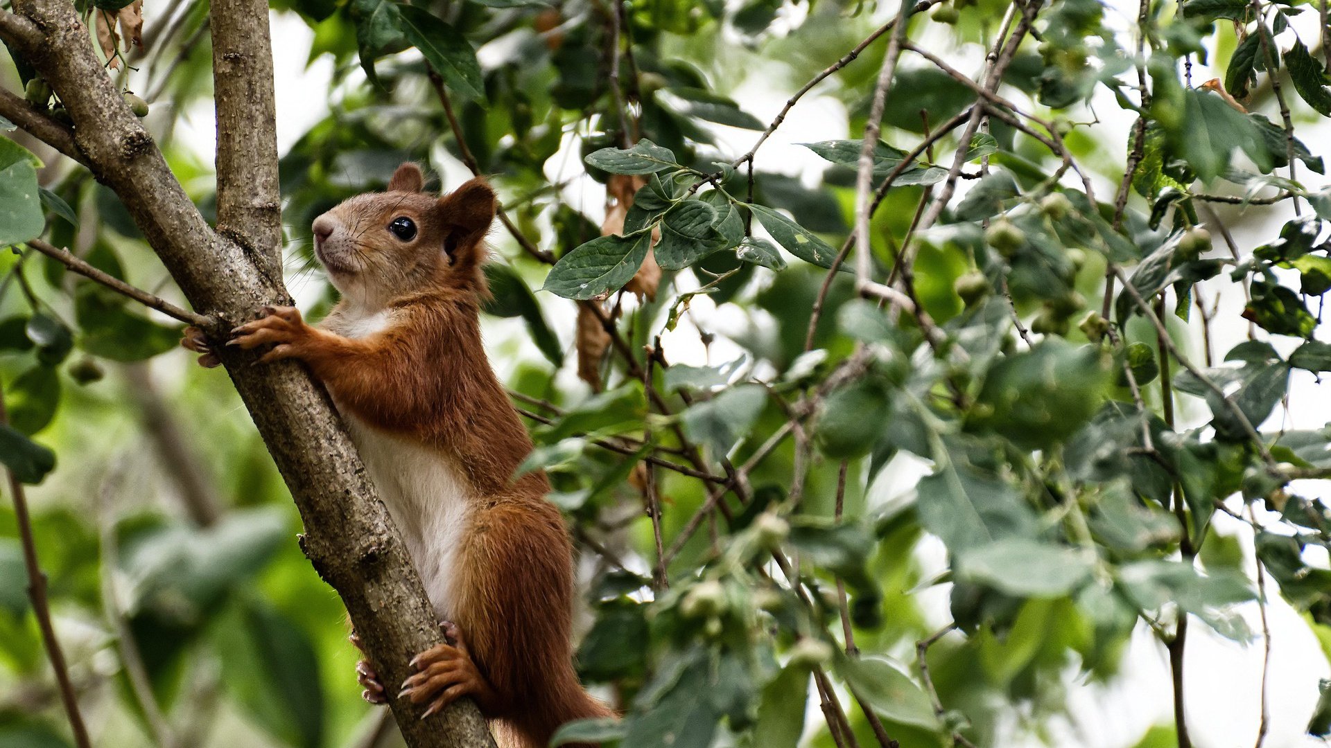 爱游戏入口-佛罗伦萨传控打法构建多样进攻路径，佛罗伦萨传奇球星
