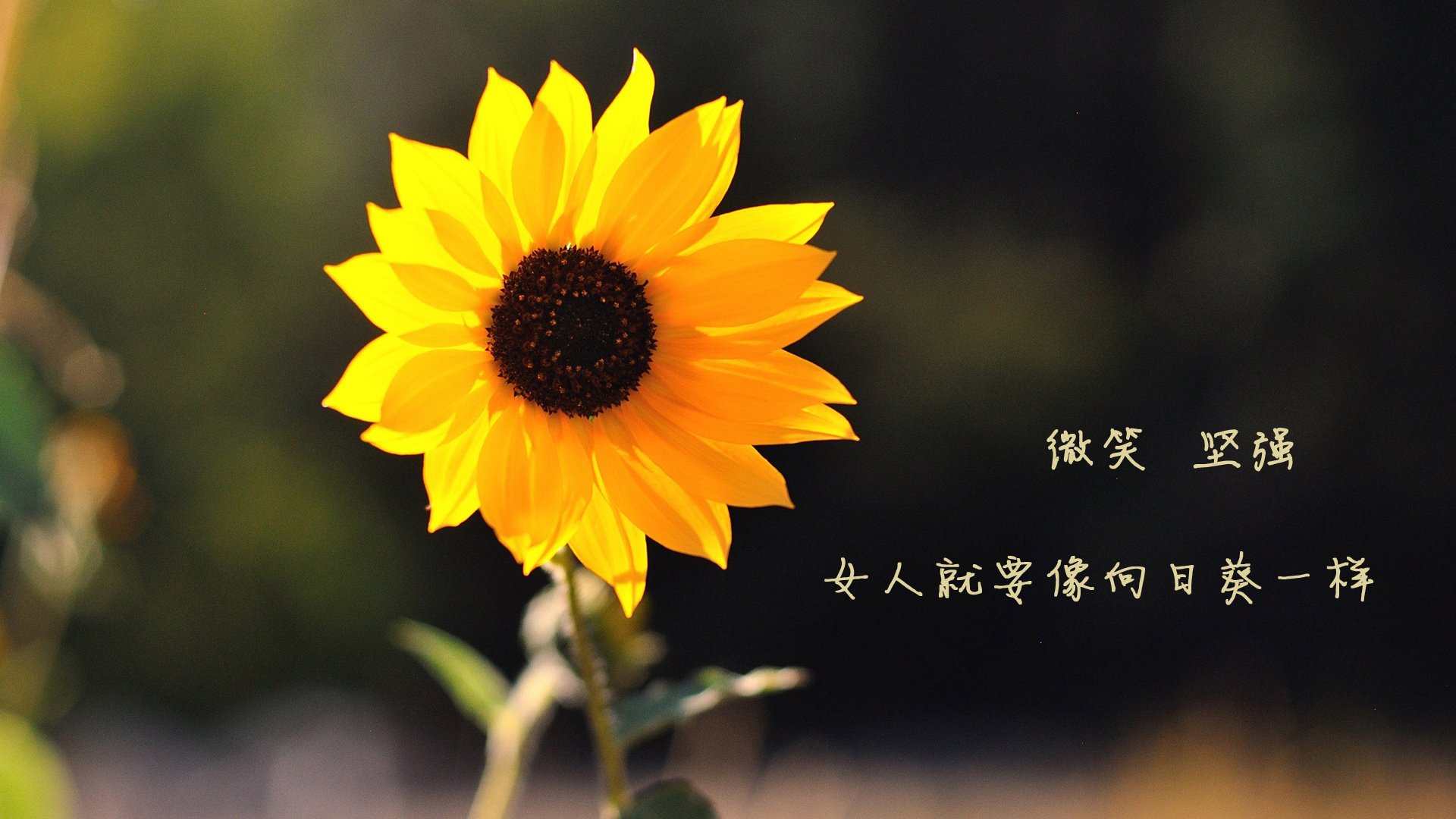 佛罗伦萨传控打法构建多样进攻路径，佛罗伦萨传奇球星