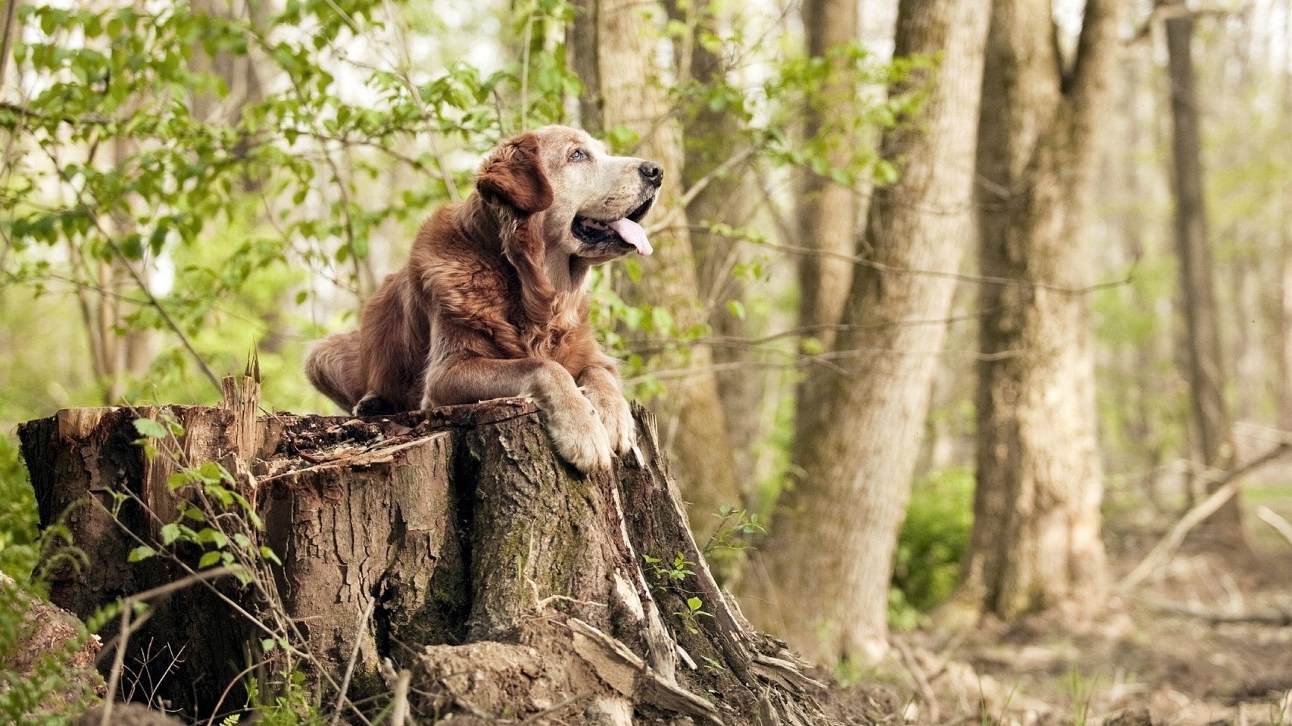 佛罗伦萨传控打法构建多样进攻路径，佛罗伦萨传奇球星