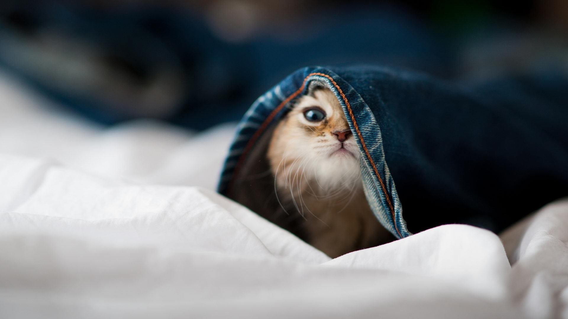 关键胜利助美因茨暂时脱离险境。