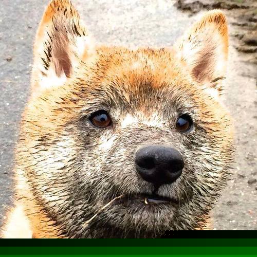 国家队恢复期管理为何不成体系，国家队什么时候救市